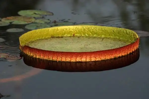 水中荷叶可以坐人?