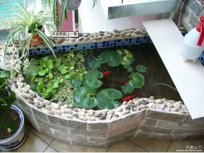 自家阳台小鱼池睡莲水葫芦锦鲫