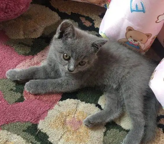 英短蓝猫母猫