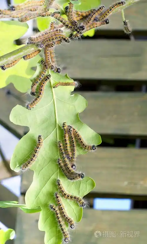 大量的农业害虫黄灰色毛虫白天在花园里吃绿色的橡树叶