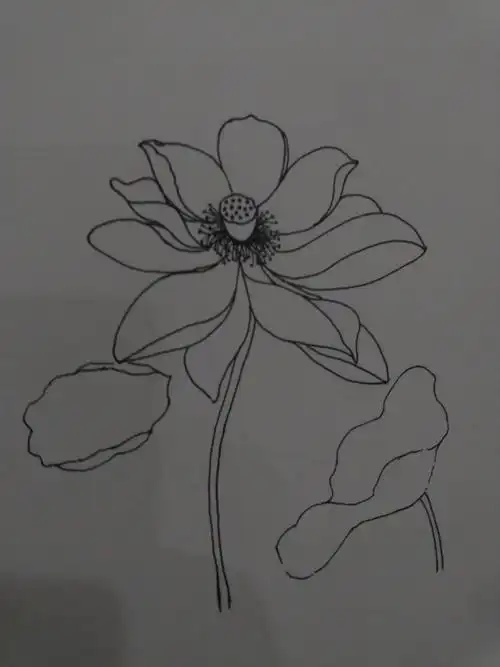 线描莲叶何田田