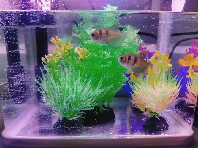 黑裙鱼#三天喂一次我最喜欢的一个是小笨,他跑来跑去,却什么也没吃到