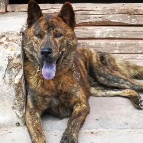 麦基乐 虎斑犬五红犬五黑犬广西土猎狗四眼狗中华田园犬虎斑猎犬活体
