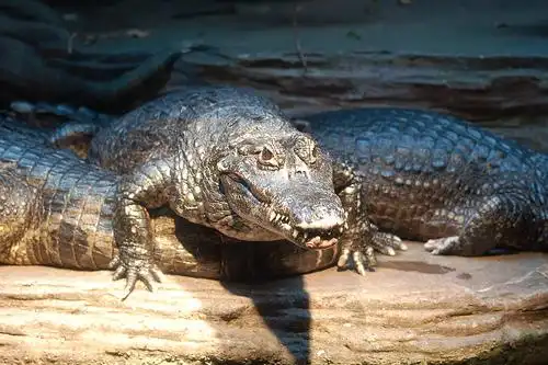 alligators | flickr – 相片分享!