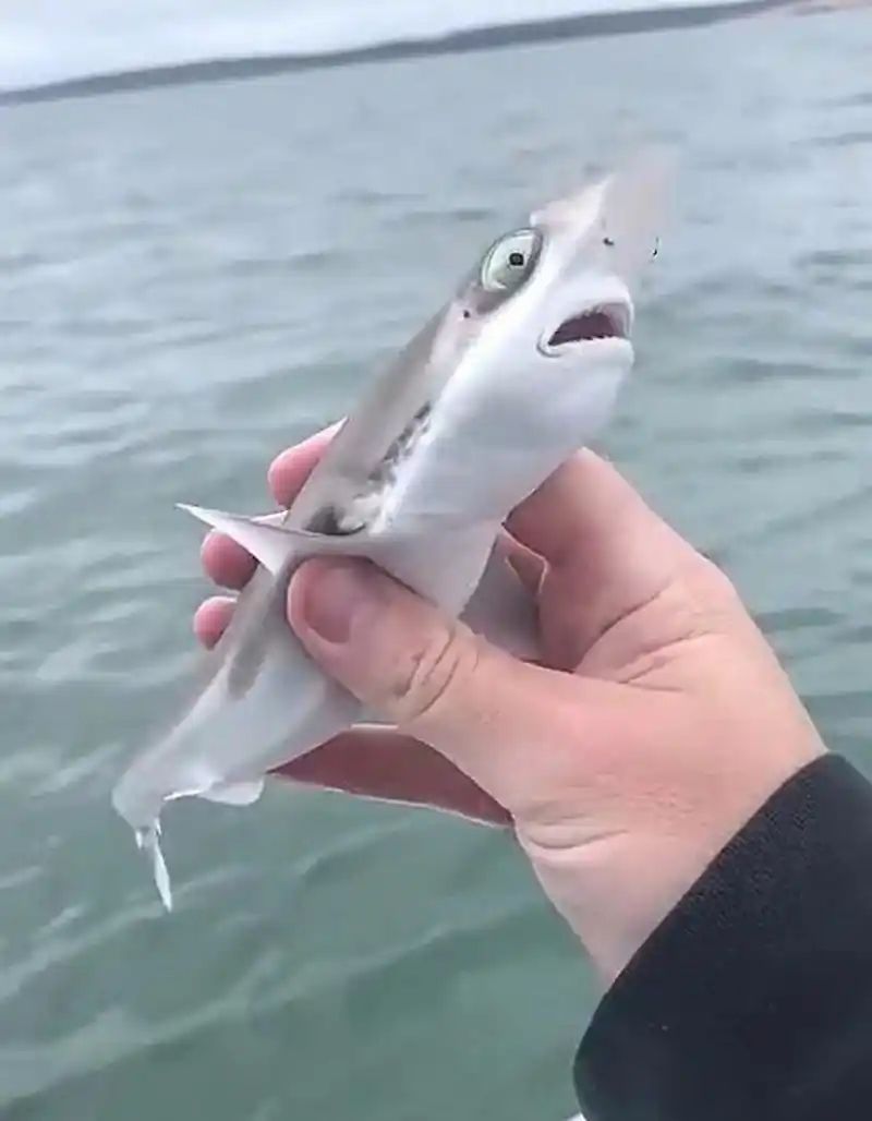 这鲨鱼宝宝真可爱,好想养一只啊.