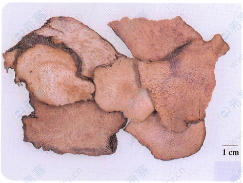 执业中药师考试中药识别之土茯苓