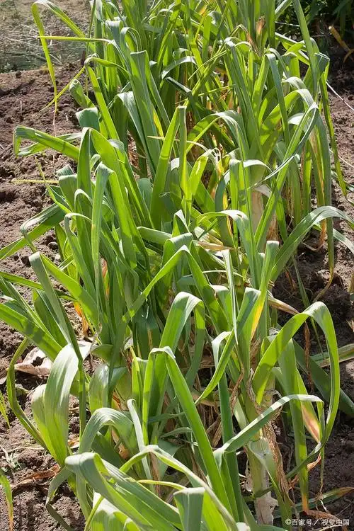 生姜苗期栽培技巧分享:成功种植生姜的秘诀