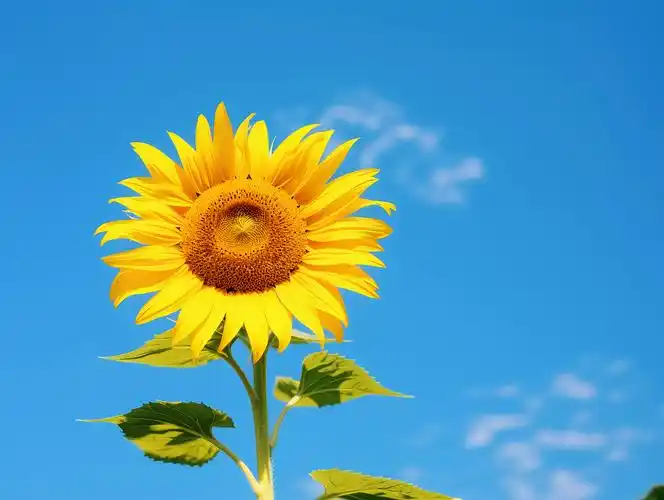 向日葵花朵清新美好希望鲜花花束向日葵蓝天白云背景唯美壁纸