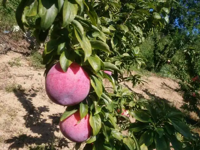 秋姬李子 60mm以上