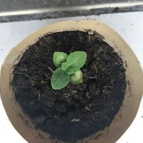 桔梗的小苗晒伤了,还有救吗,怎么处理