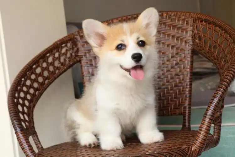 待售双色柯基奶油脸妹妹