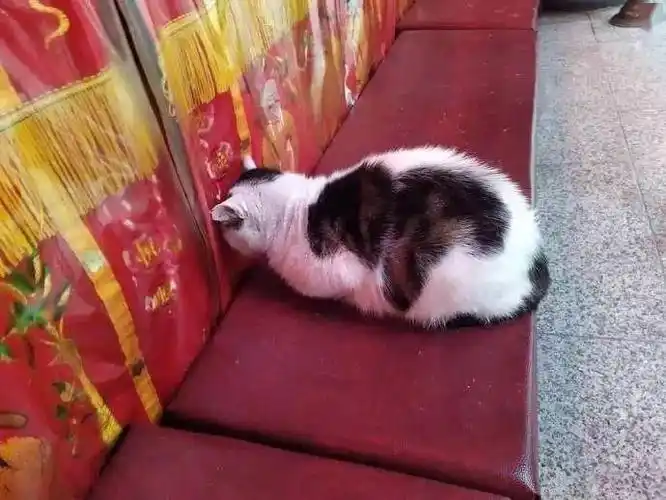 在寺庙遇到一只在拜佛的猫,看它的姿势,非常虔诚的样子!
