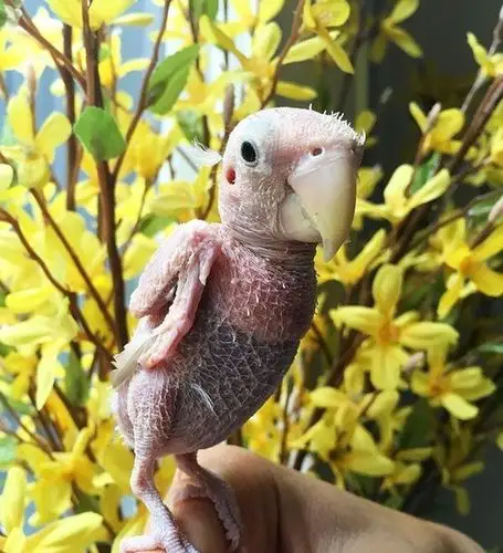 鹦鹉掉光羽毛意外走红 网友为其定制毛衣_手机凤凰网