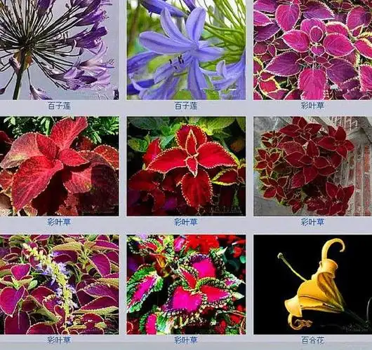 多姿多彩==百花名称