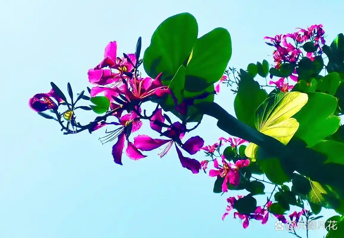 梦幻洋紫荆|红花羊蹄甲 洋紫荆是香港市花,被称为"红花羊蹄甲",具有