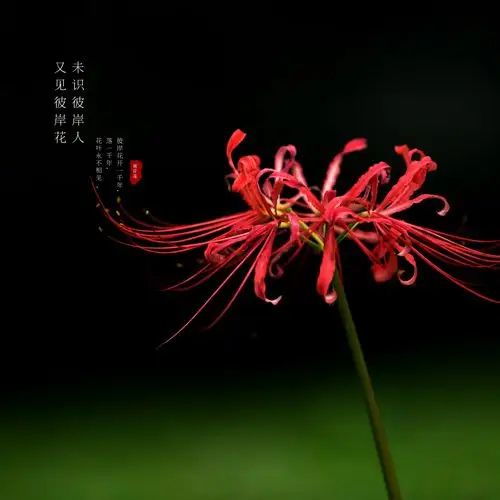 1,曼珠沙华本名摩诃曼陀罗华曼珠沙华,意思是开在天界之红花,它盛开在