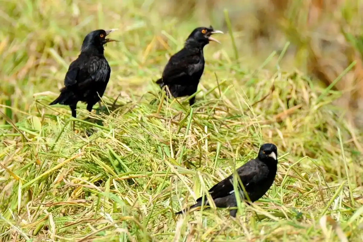原创摄影 #爱鸟护鸟  #八哥鸟 - 抖音