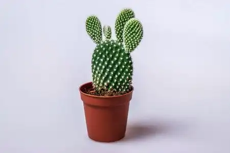 沙漠兔子兔子仙人掌 仙人掌 microdasys 在盆栽查出的白色背景照片
