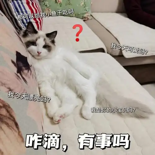 葛优瘫小猫猫