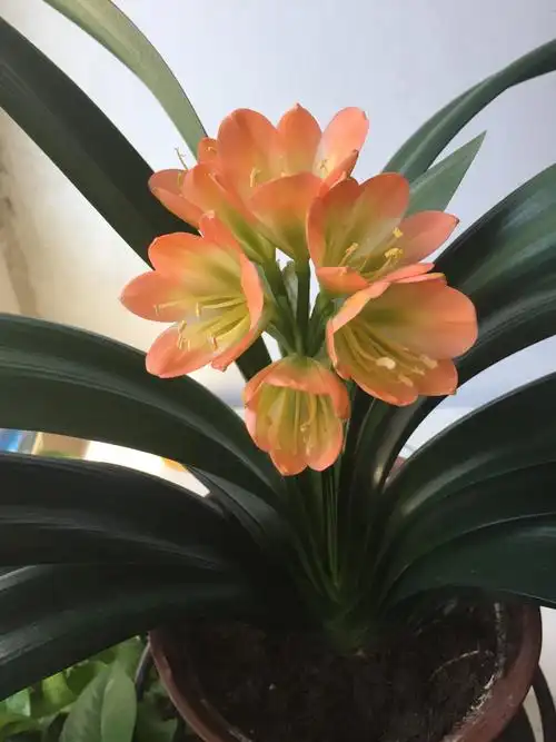 我的君子兰开花了