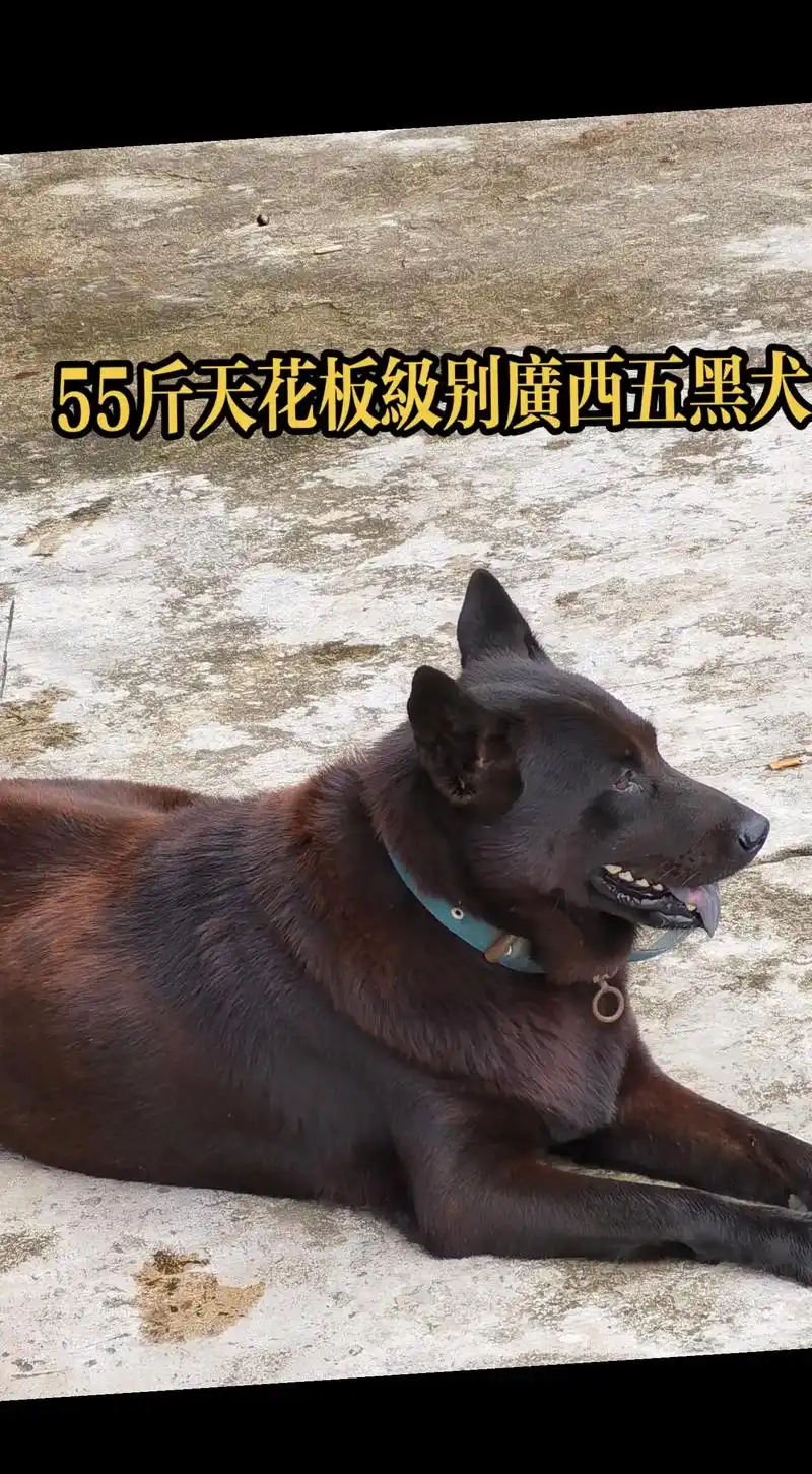 55斤天花板级别广西五黑犬(狗乸)#农村土狗  #中华田园 - 抖音