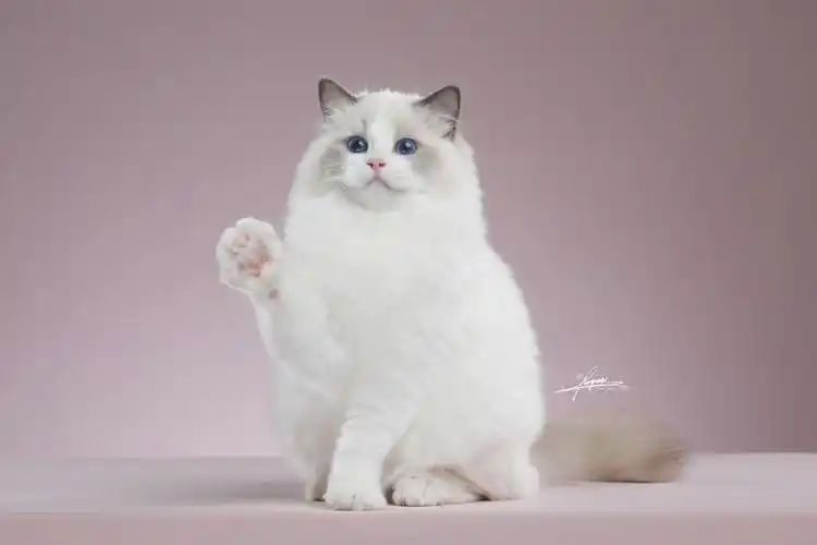 布偶猫-amyworks探须视觉_宠物_颇可,amyworks探须视觉,宠物摄影,小猫