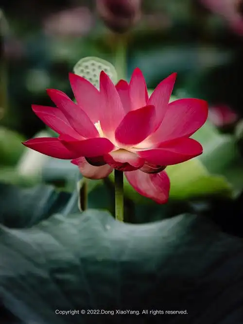 荷花荷叶莲蓬浮萍