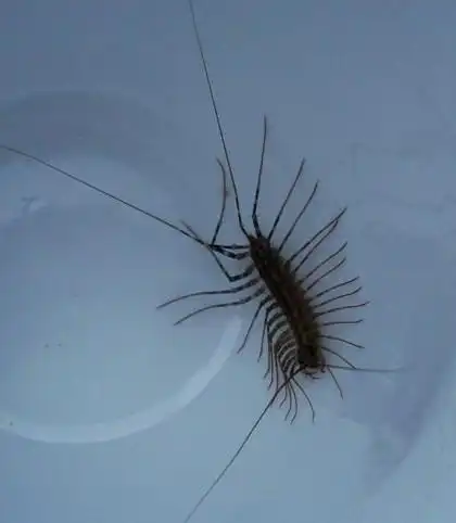 钱串子是益虫吗