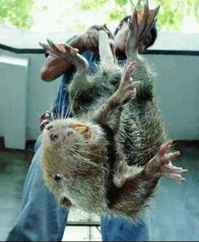 福岛蝴蝶变异,核辐射怪物真的来了?