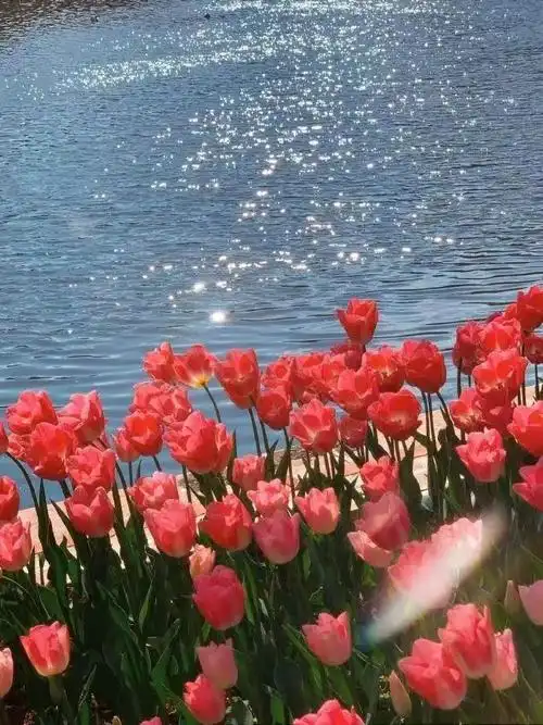 朋友圈背景图|郁金香系列