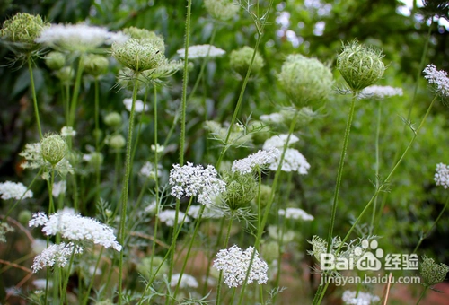 治疗慢性,丘疹性,胆碱性等各种荨麻疹的偏方