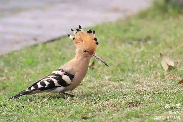 又名胡哱哱,花蒲扇,山和尚,鸡冠鸟,臭姑鸪.