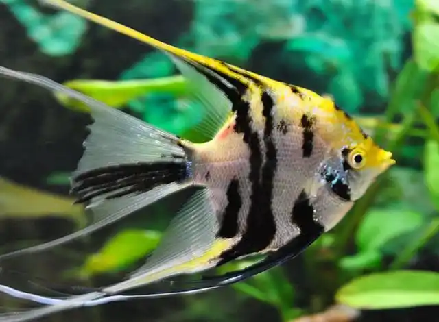 燕鱼可以活五到六年之间,饲养这个品种鱼的时候,需要保持干净的水质.