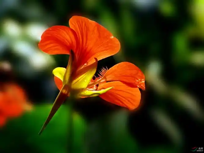 旱金莲 - 植物花卉版 鸟网