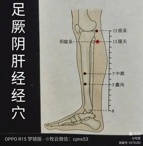 浅层布有隐神经的小腿内侧皮支,大隐静脉的属支.