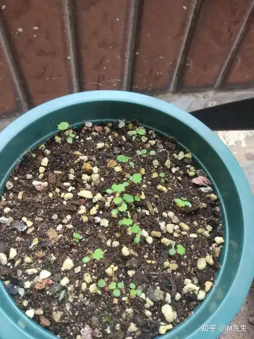 网上买的草莓种子,长出来都是这个样的,是不是假的? - 知乎