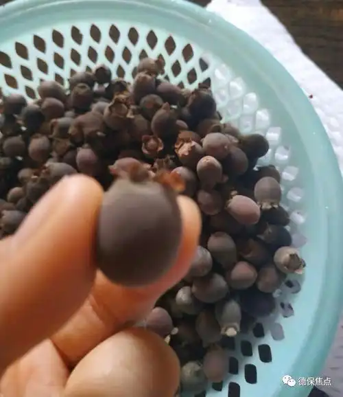 德保山上这一种野果快"消失"了!你吃过吗?_念果