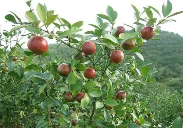 油茶树种植技术,这样操作可以提升产量(油茶树的种植技术与管理)