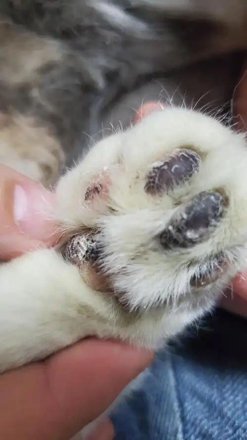 【讨论】崽肉垫脱皮掉皮越来越严重是什么情况