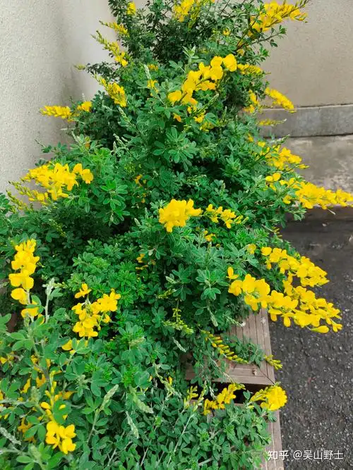 金雀儿别名:锦鸡儿,土黄豆,粘粘袜,酱瓣子,黄棘,生血草,坝齿花(《救荒