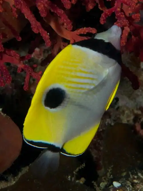 p>单斑蝴蝶鱼(学名:chaetodon unimaculatus).为蝴蝶鱼科蝴蝶鱼属.