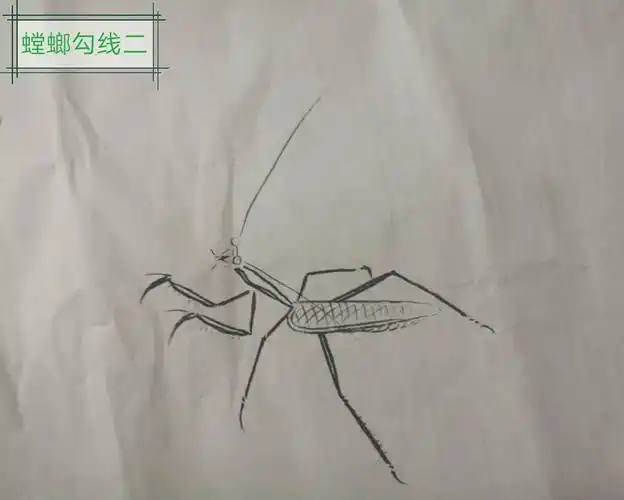 螳螂的勾线画法