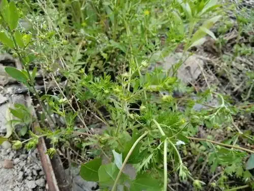野芫荽属菊科植物有清热解毒的功效