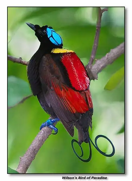 世界上最美的鸟是什么鸟