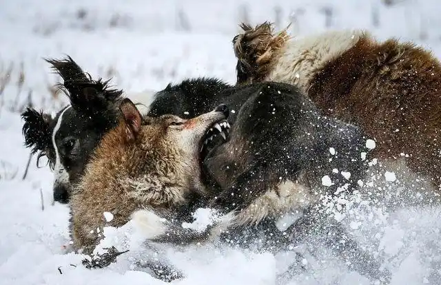 体能差距下狼孩怎么和狼一起捕猎在狼群眼里狼孩是什么
