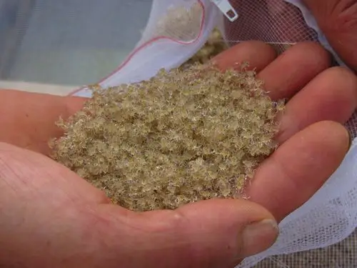 蟹苗的暂养_大闸蟹百科_大闸蟹资讯_阳澄湖蟹公馆大闸蟹-大闸蟹价格