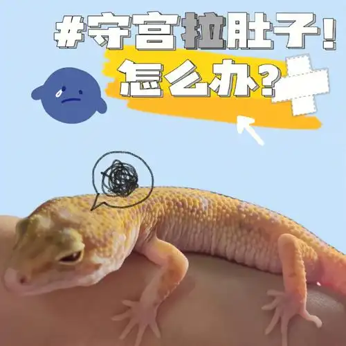 关于守宫拉肚子和肠胃炎92