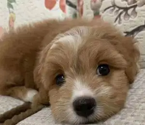 中华田园犬家养幼犬土狗小狗杂交狗黑白花狗小体大黄狗活体小土狗