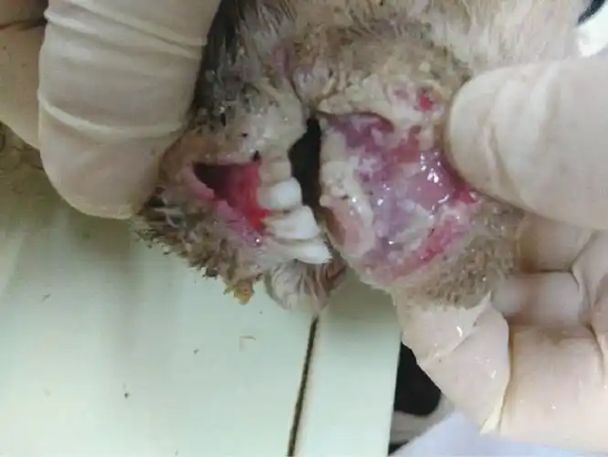 羊传染性脓疱羊口疮口唇等处皮肤和黏膜形成丘疹脓疱溃疡的症状原因及