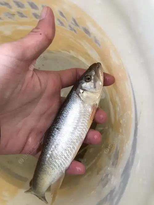 马口鱼(opsariichthys bidens)俗名花杈鱼